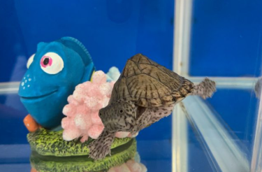 にひら小児科医院