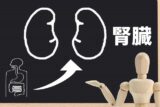 「腎不全」とは？症状・原因・治療法についても解説！