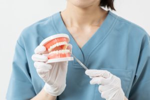 歯の模型をもつ人