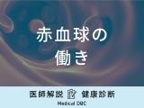 「赤血球の働き」はご存知ですか？不足すると発症する病気も医師が解説！