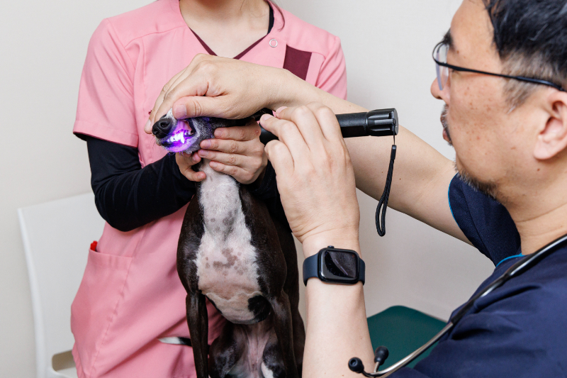 室見動物病院photo