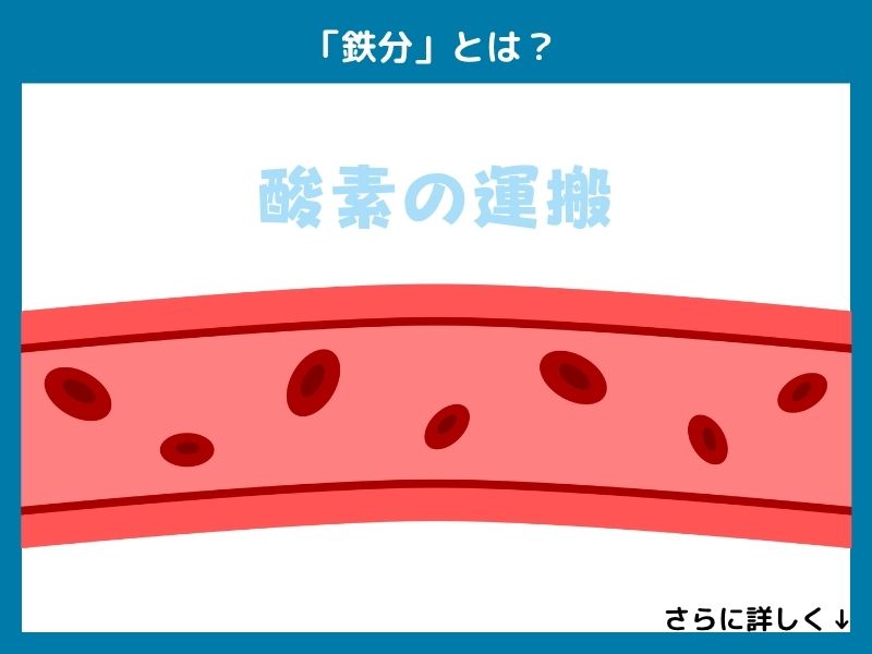 「鉄分」とは？