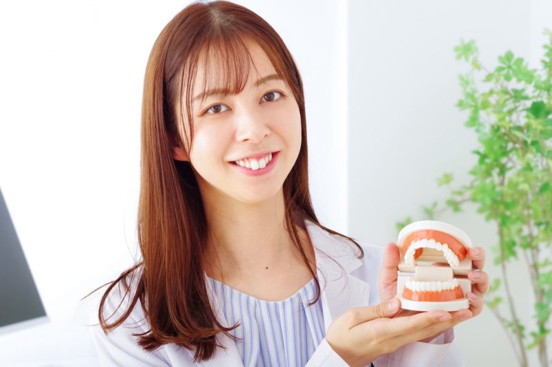 歯の模型と女性