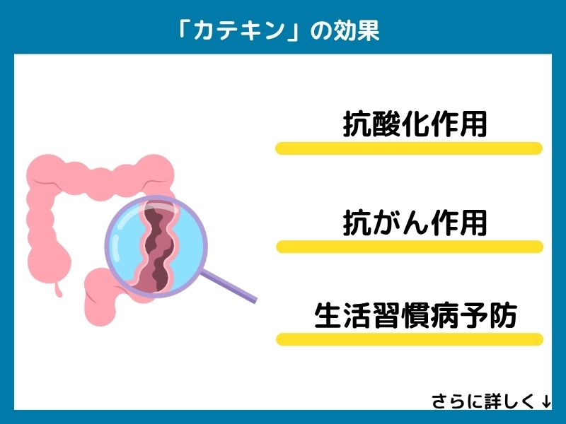 カテキンの効果
