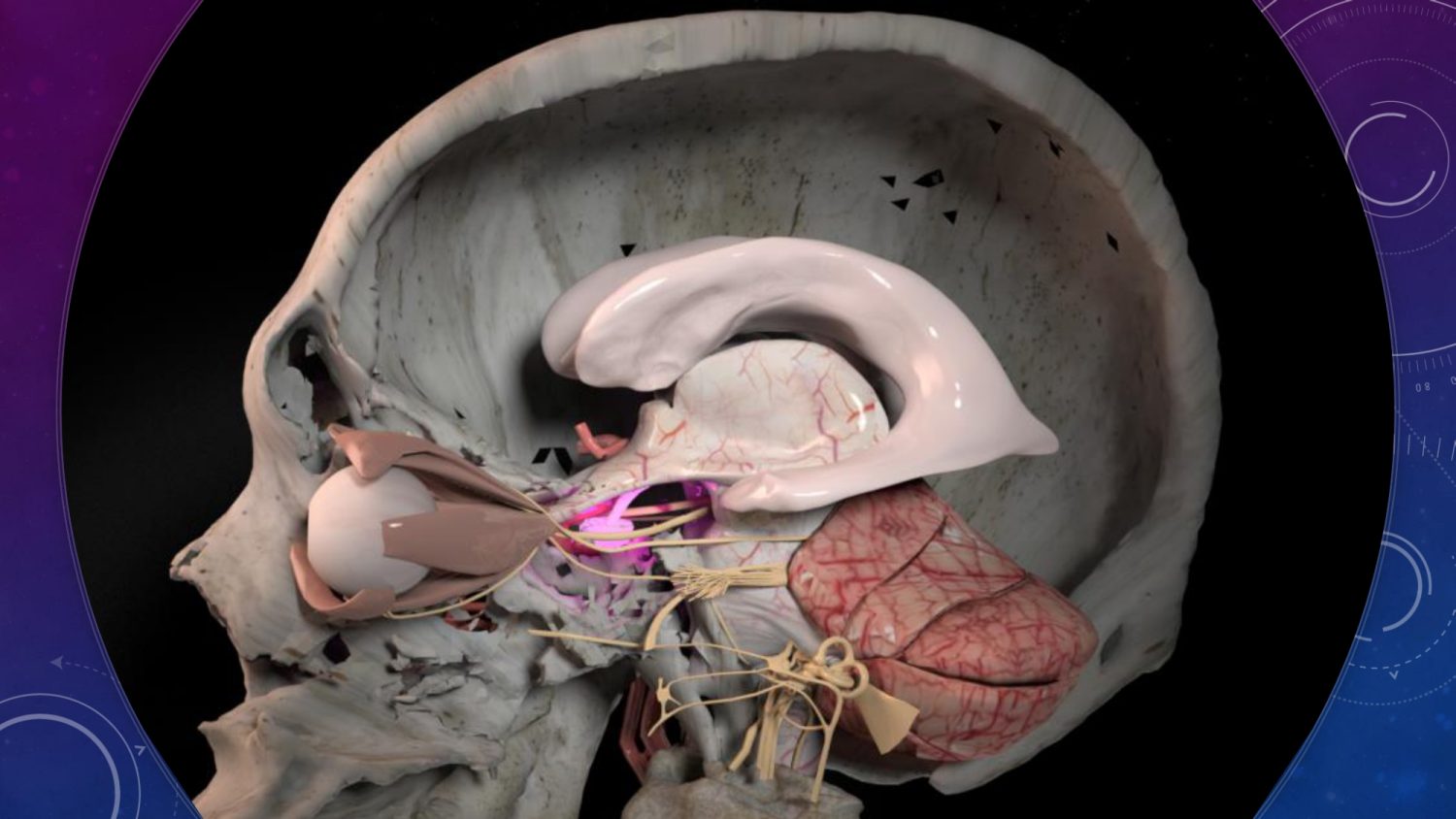 下垂体腺腫 説明図
