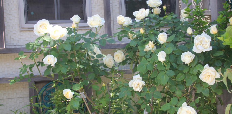 やつか耳鼻咽喉科photo