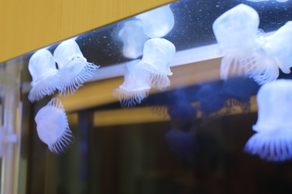 千葉北佐々木クリニックphoto