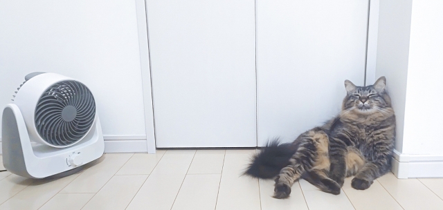 夏バテと熱中症の違いと見分け方