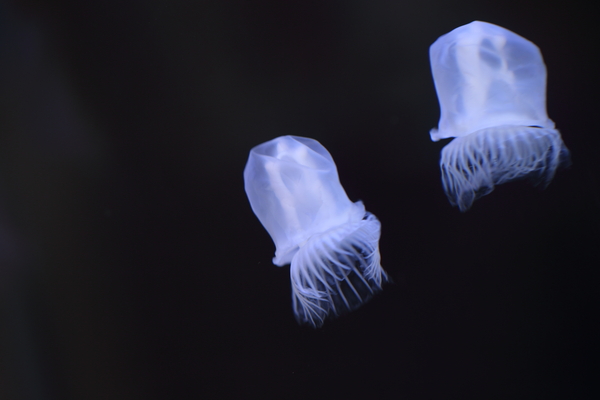 千葉北佐々木クリニックphoto