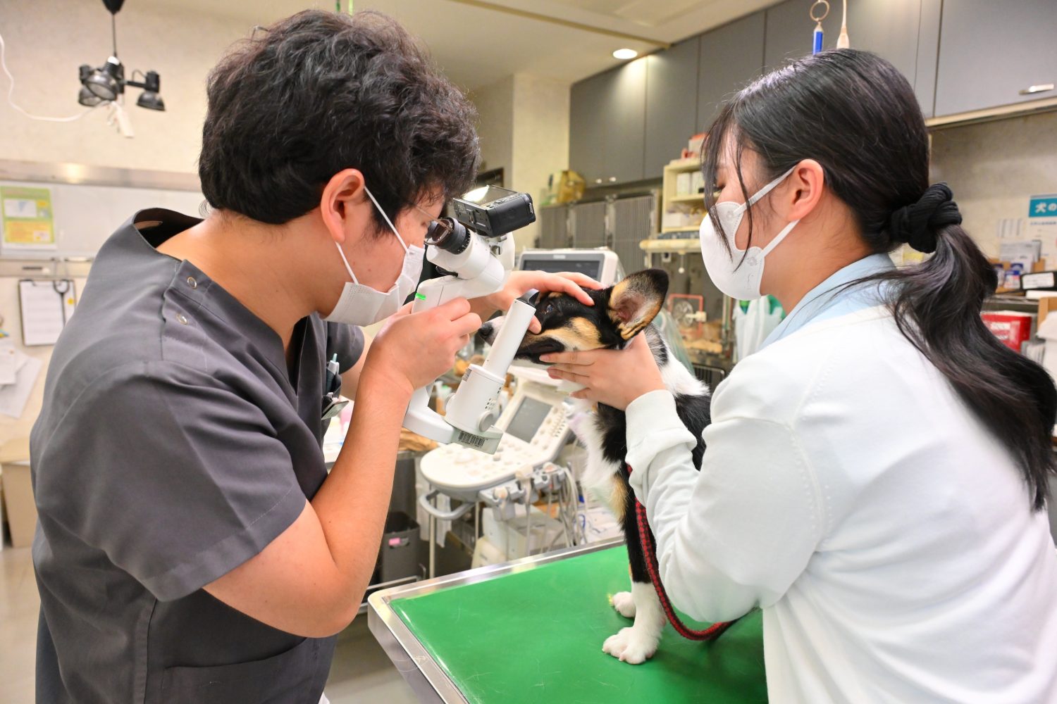佐野獣医科病院photo