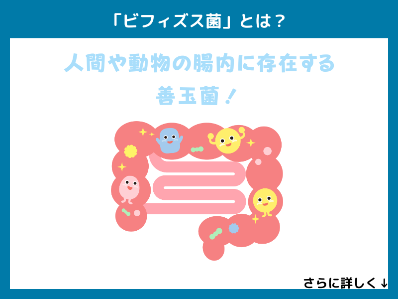 「ビフィズス菌」とは？