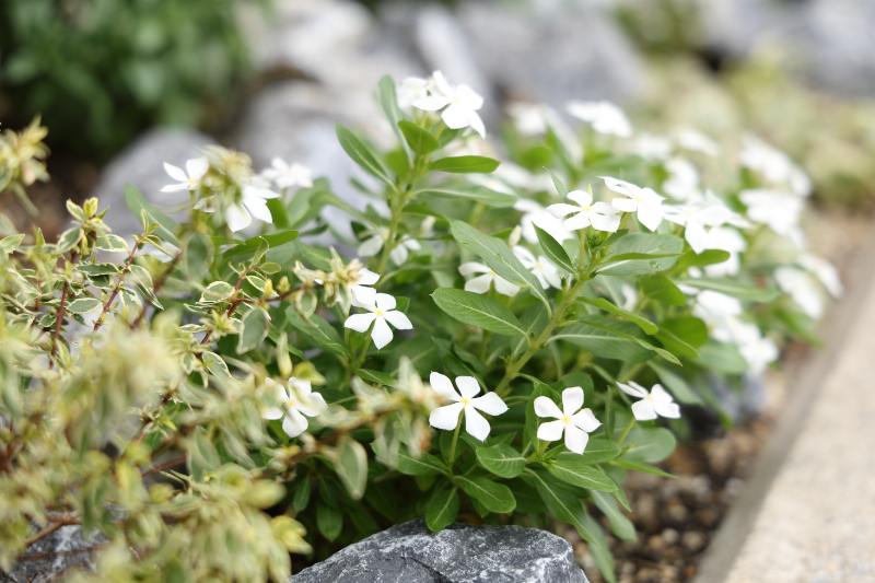香流もの忘れと心の診療所photo