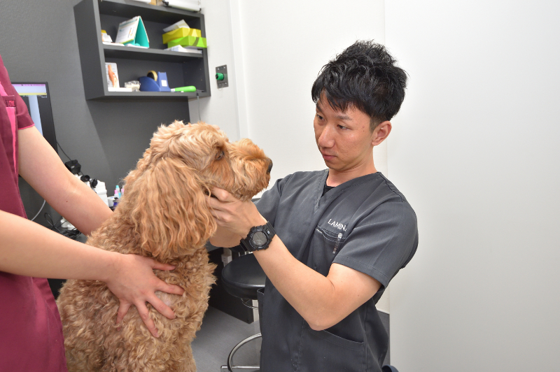ラミナ動物病院photo