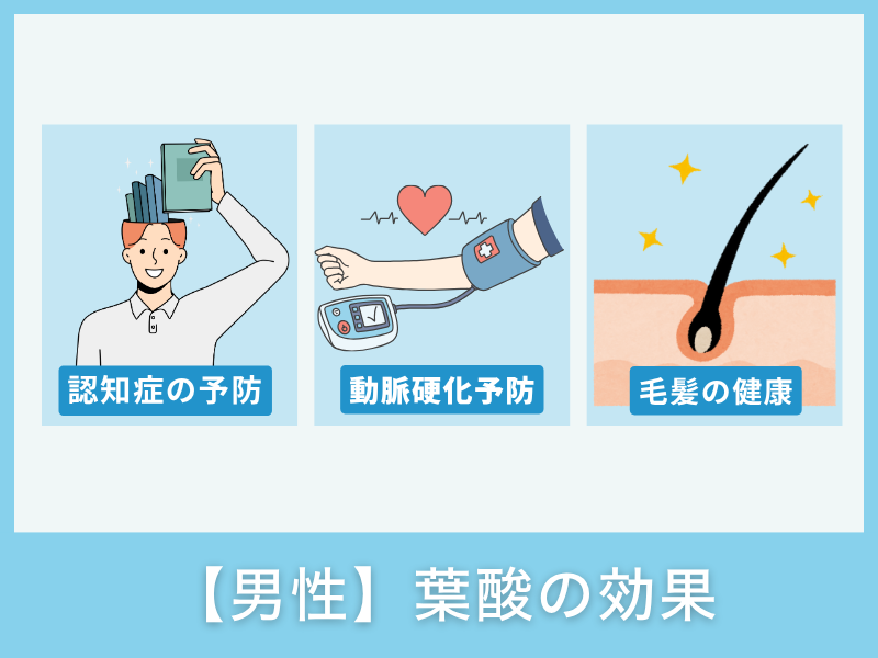 【男性】葉酸の効果