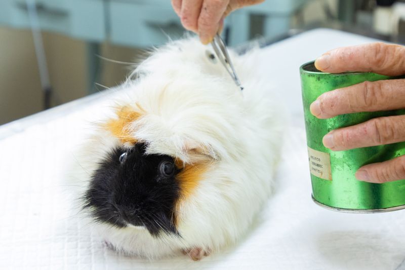 せじま動物病院photo