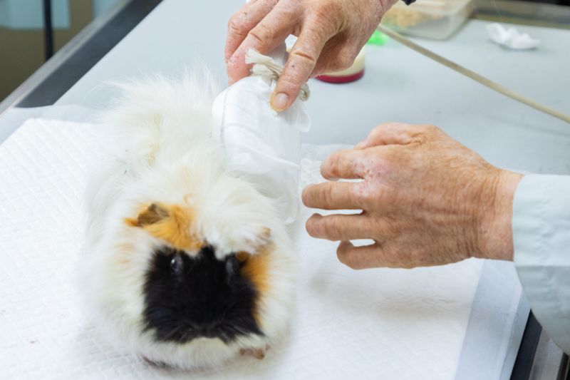 せじま動物病院photo