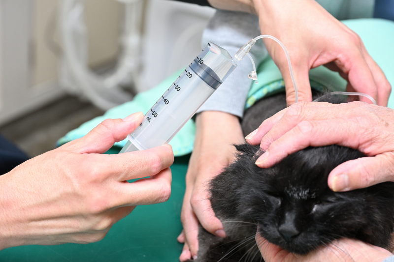 鴨川動物病院photo