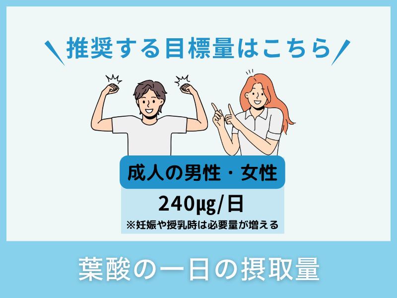 葉酸の一日の摂取量