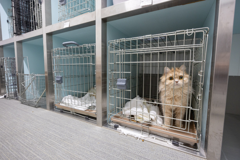 ひまわり動物病院 東寝屋川医療センターphoto