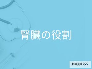 腎臓の役割とは?