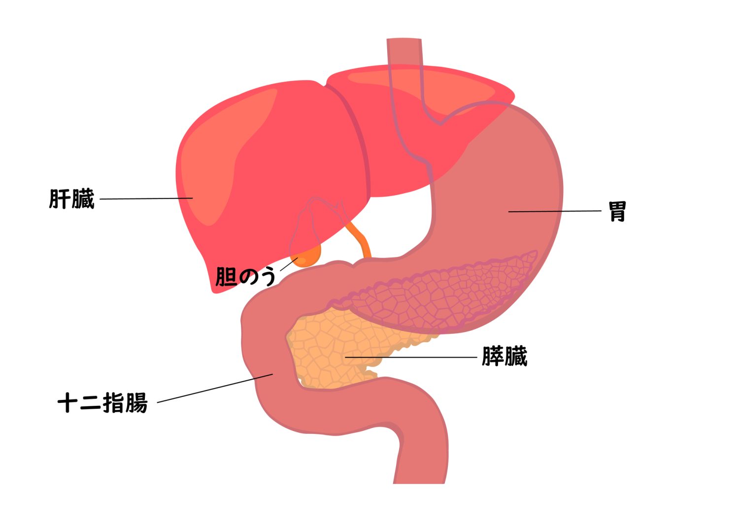 なぜ膵臓がんに「簡単な検査」がないのか