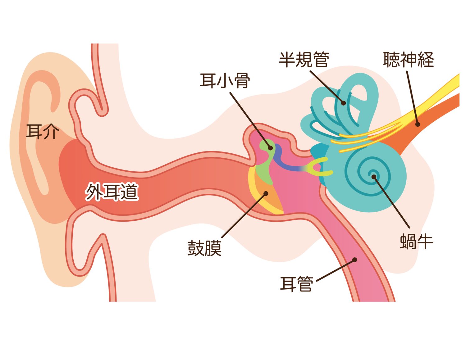老人性難聴とは? 仕組みと症状