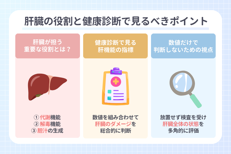 肝臓の役割と健康診断で見るべきポイント