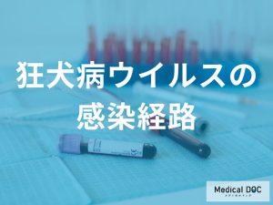 狂犬病ウイルスの感染経路