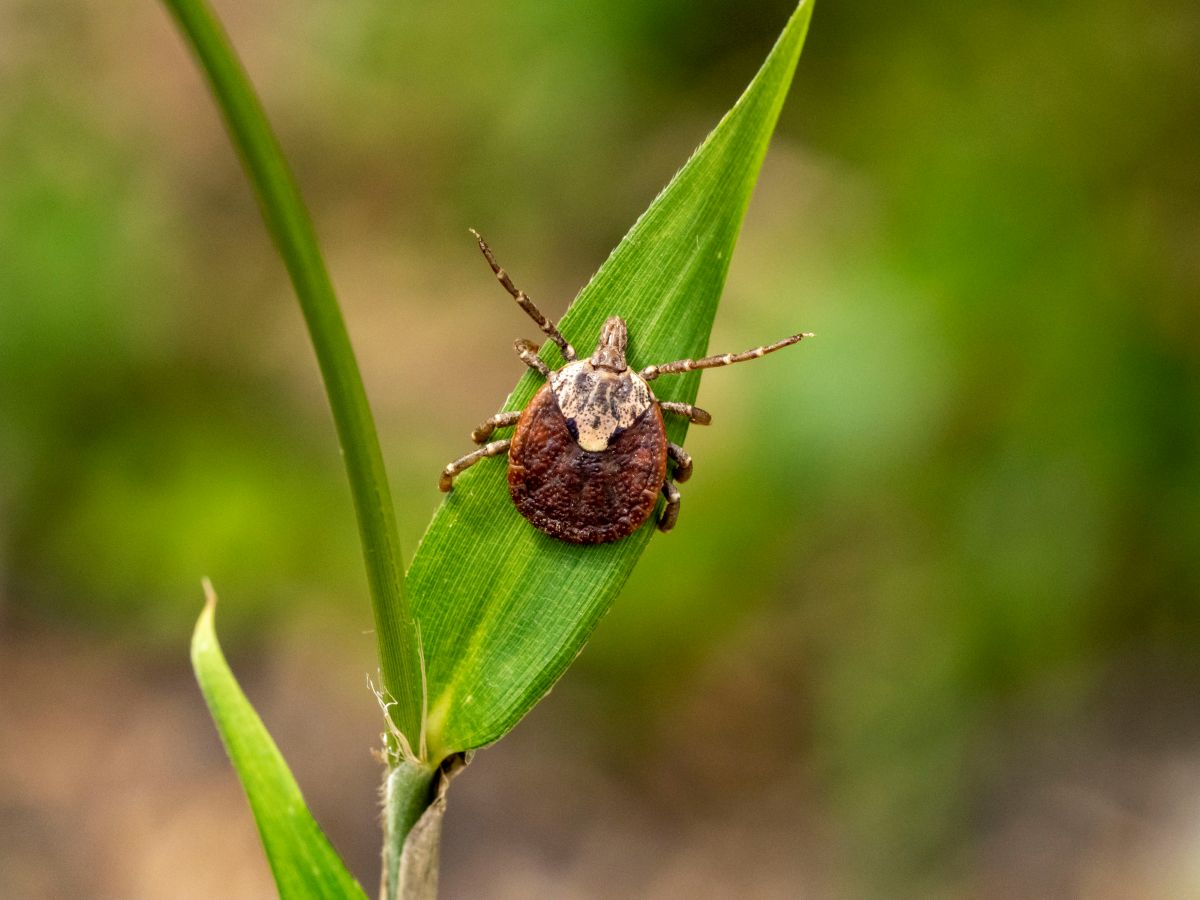 致死率最大30％の恐怖 マダニ媒介の感染症「SFTS」から命を守るための知識を医師に聞く