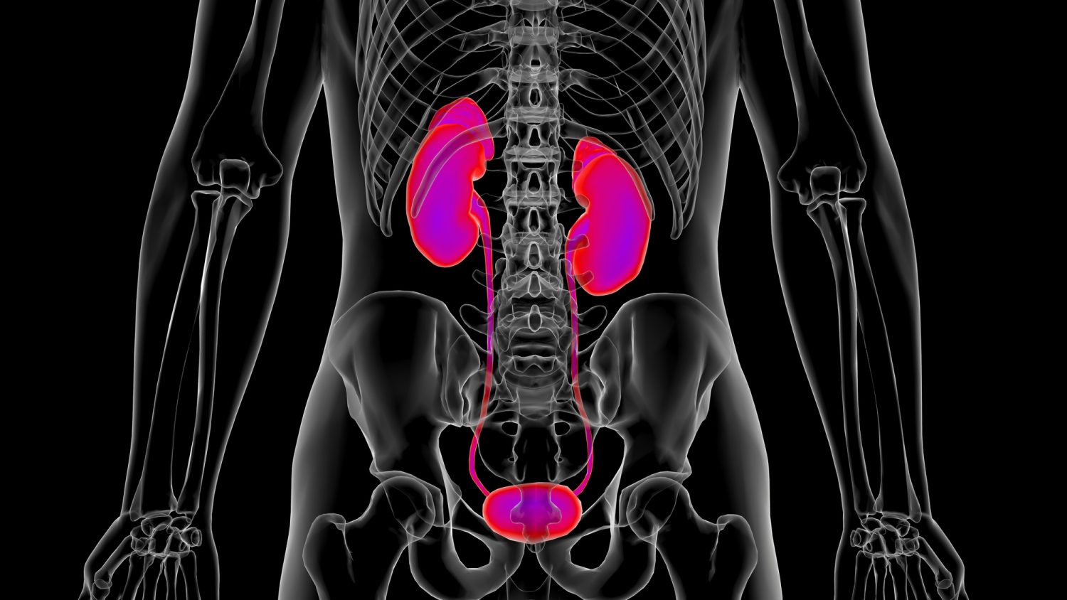 腎臓の働きと病気のサイン<