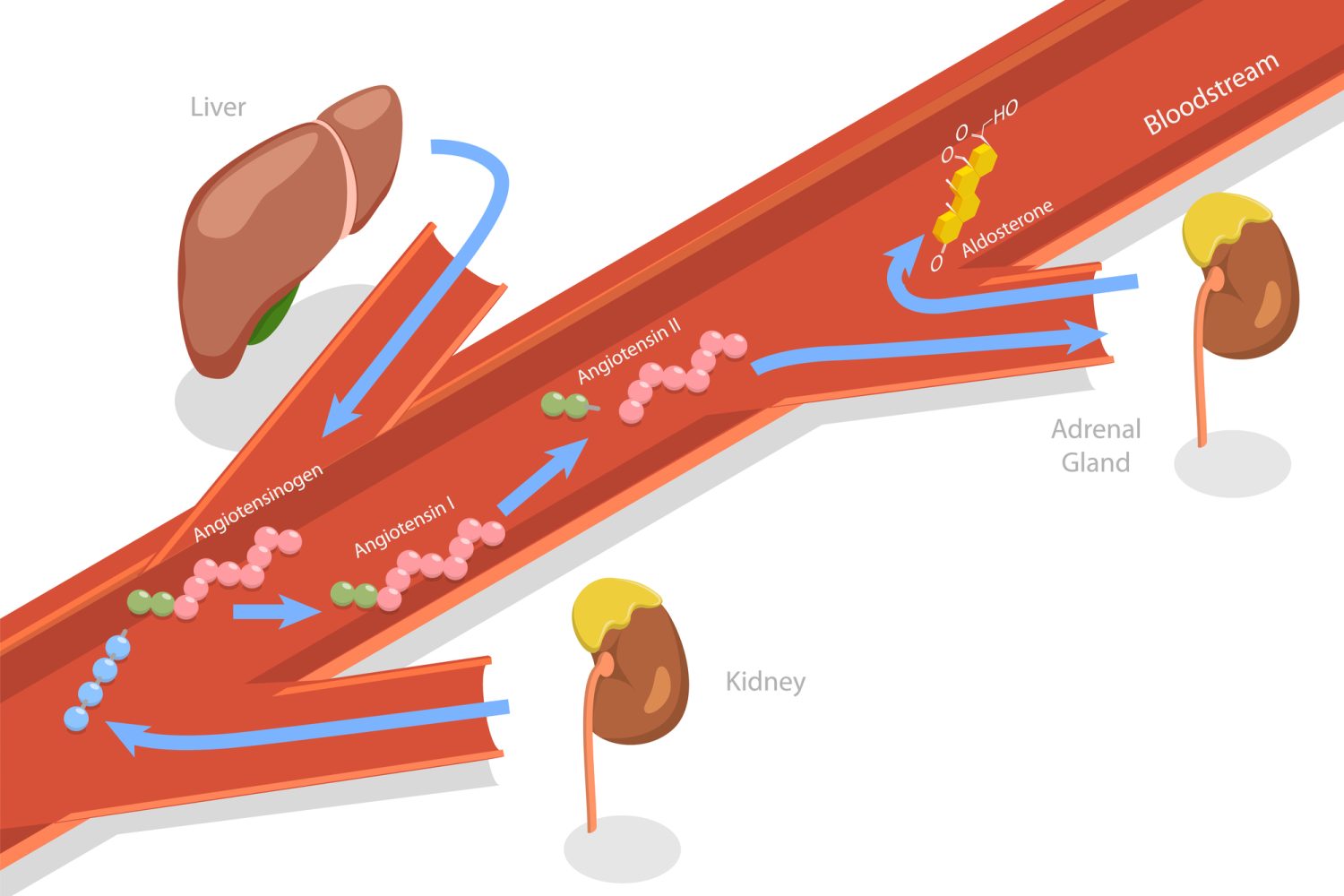 糖尿病と腎臓病にはどのような関係がある？