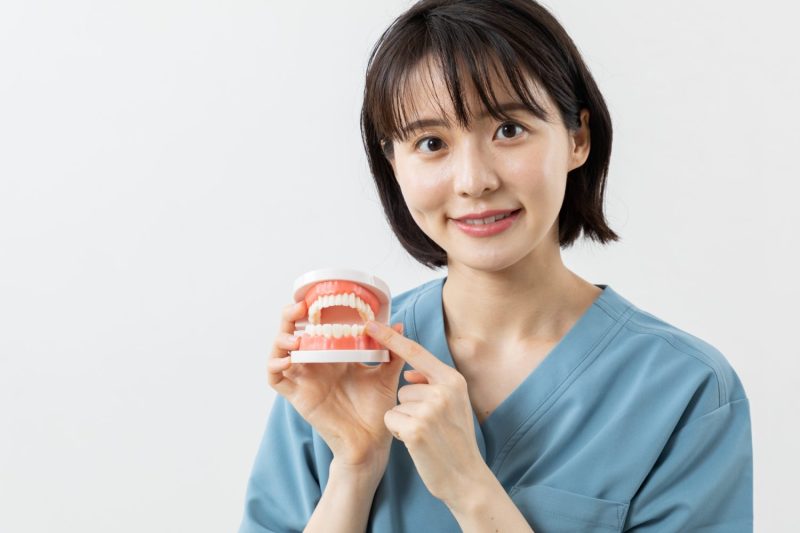 顎模型を使い説明する歯科医師