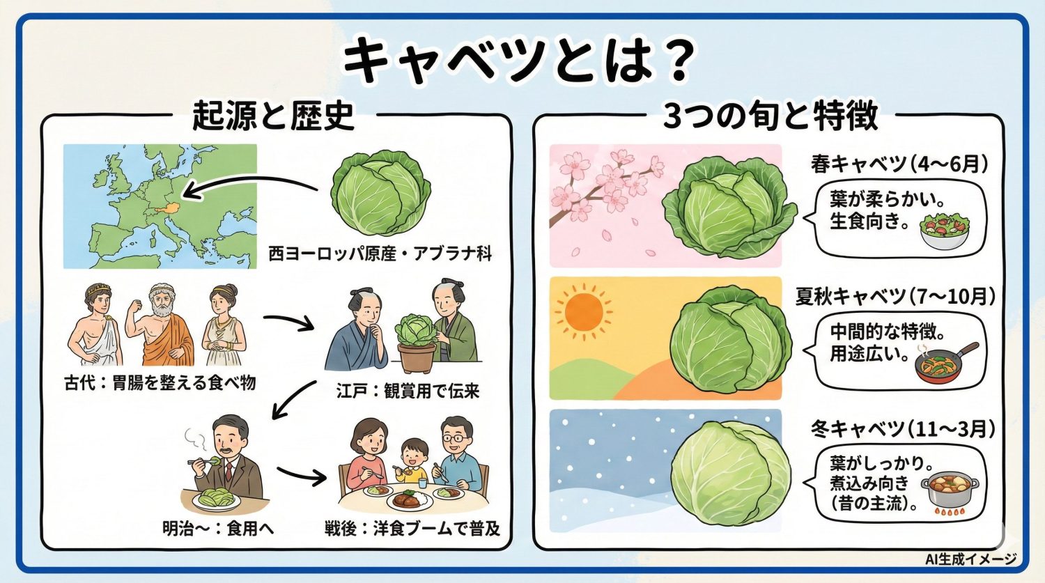 キャベツとは？