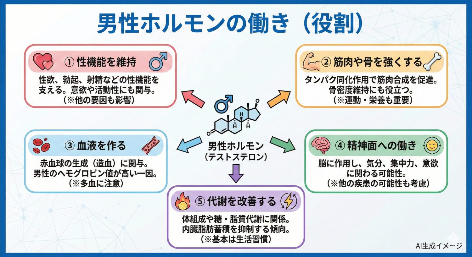 男性ホルモンの働き(役割)