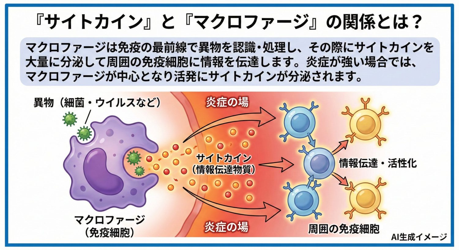 「サイトカイン」と「マクロファージ」の関係とは?