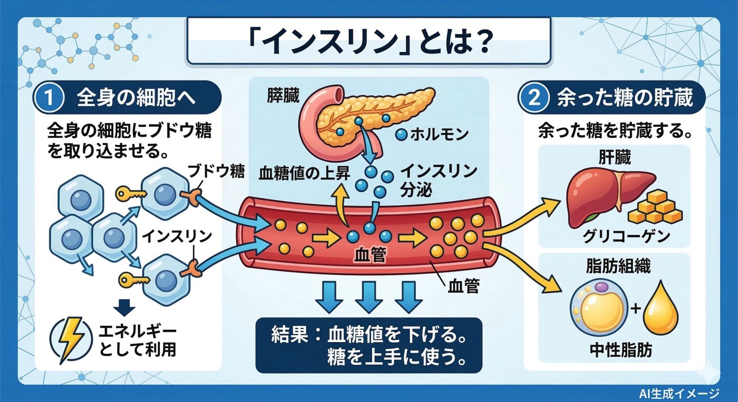 「インスリン」とは？