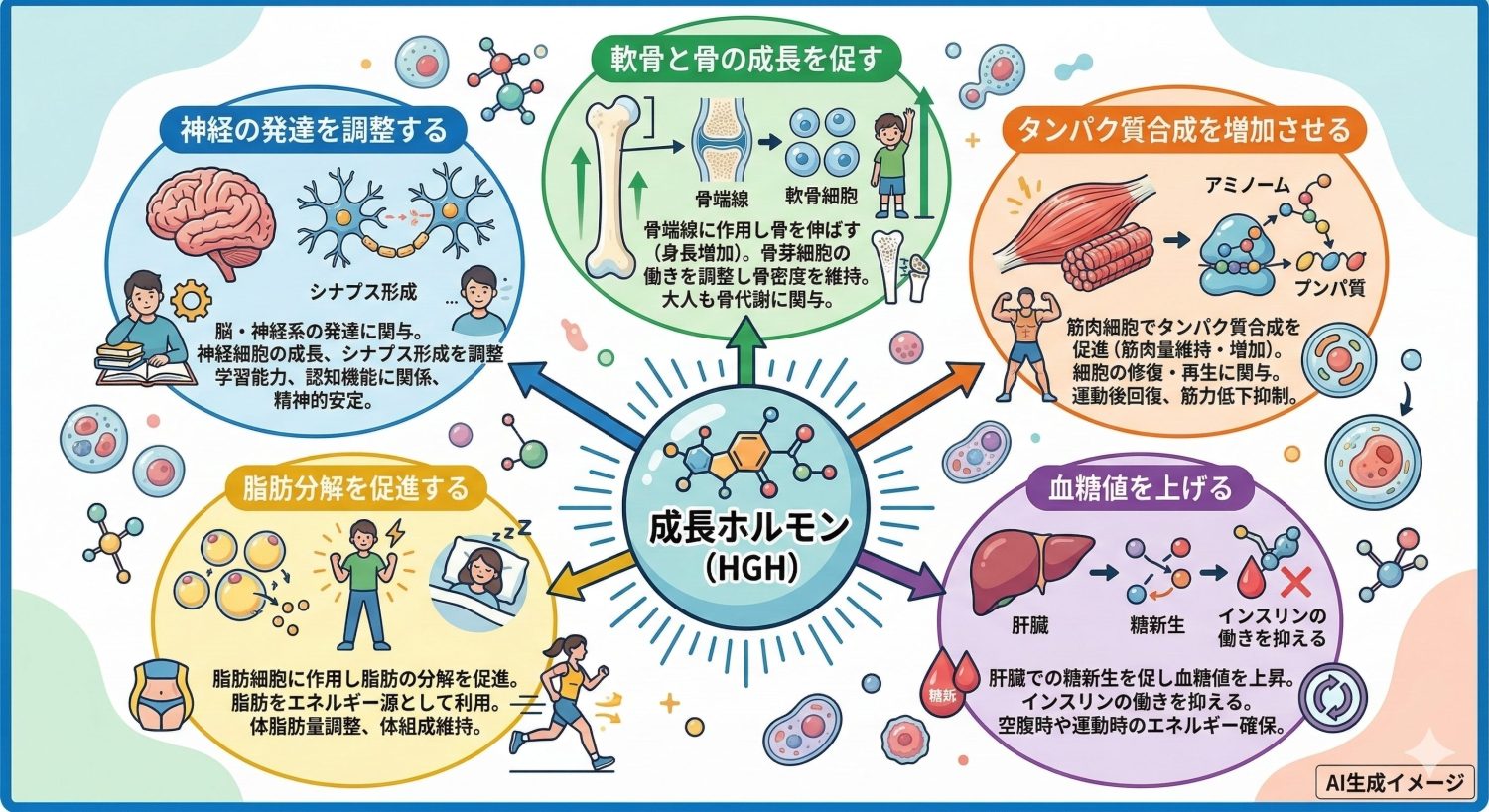 成長ホルモンの働き（役割）