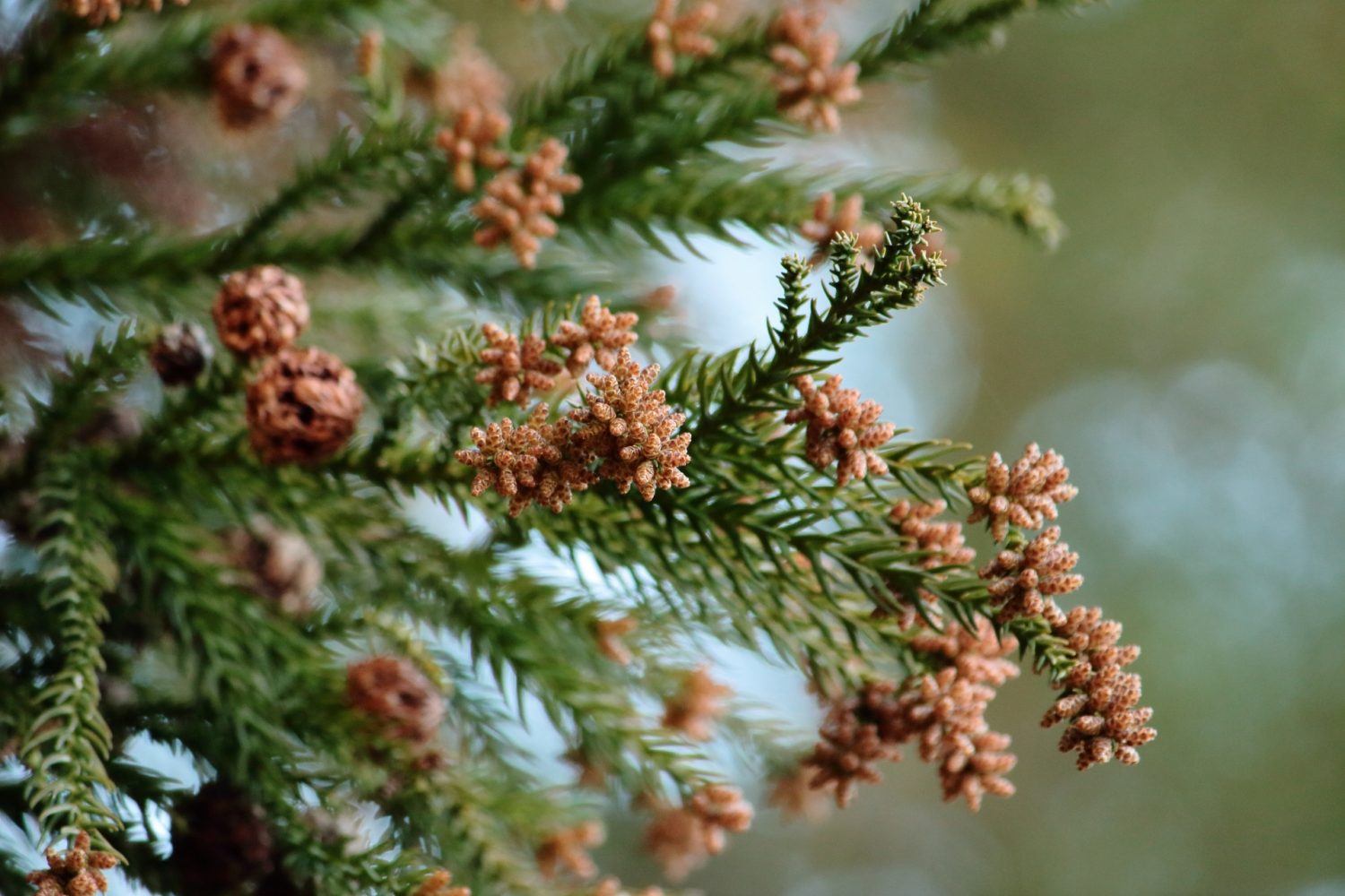 花粉症で咳がでる理由