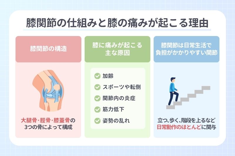 膝関節の仕組みと膝の痛みが起こる理由