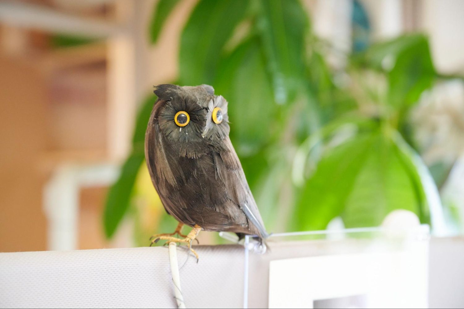 ナチュラル・ライフ・デンティストリーphoto