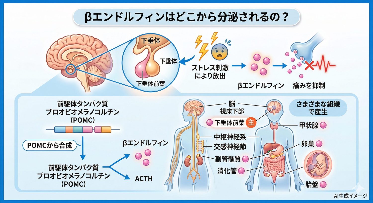 βエンドルフィンはどこから分泌されるの?