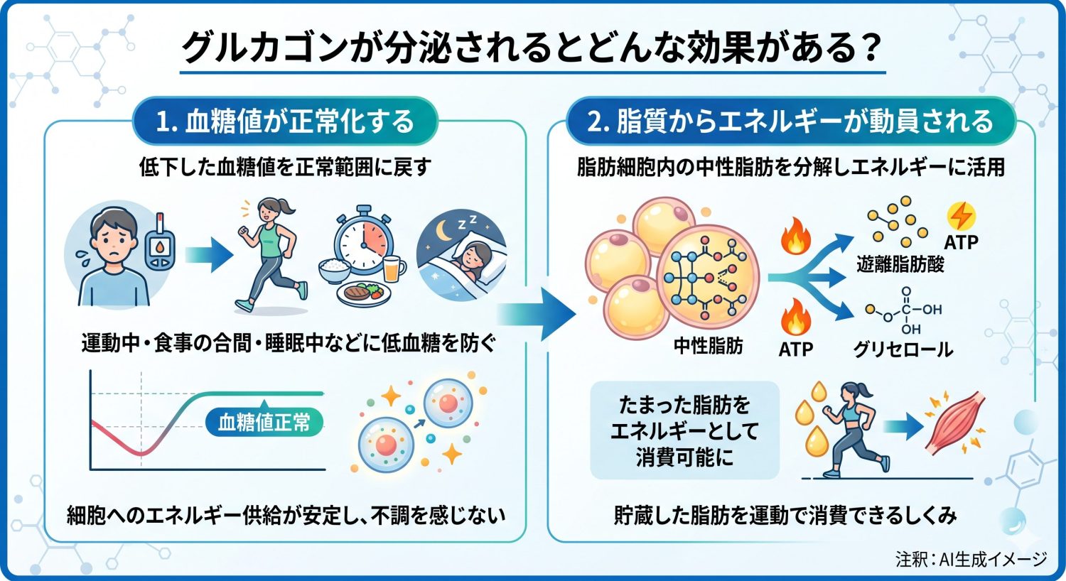 グルカゴンが分泌されるとどんな効果がある？