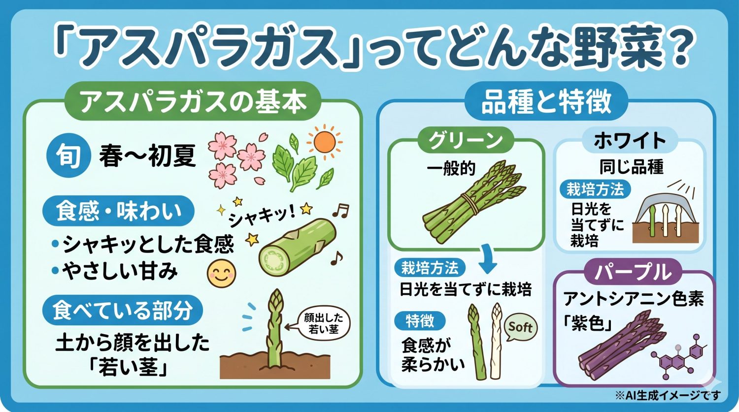 アスパラガスとは？