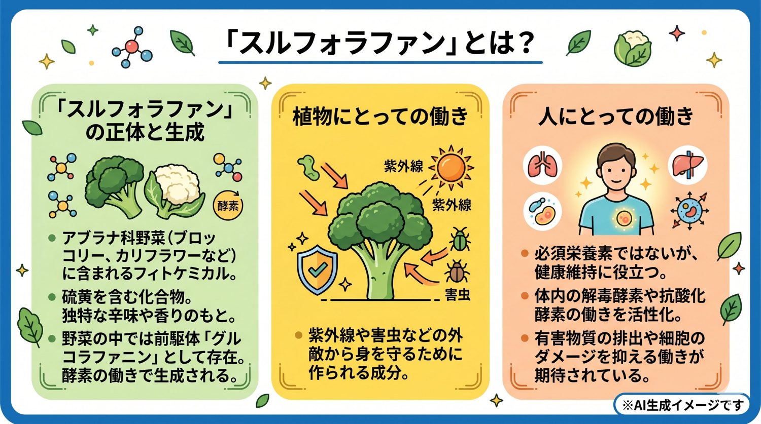 「スルフォラファン」とは？