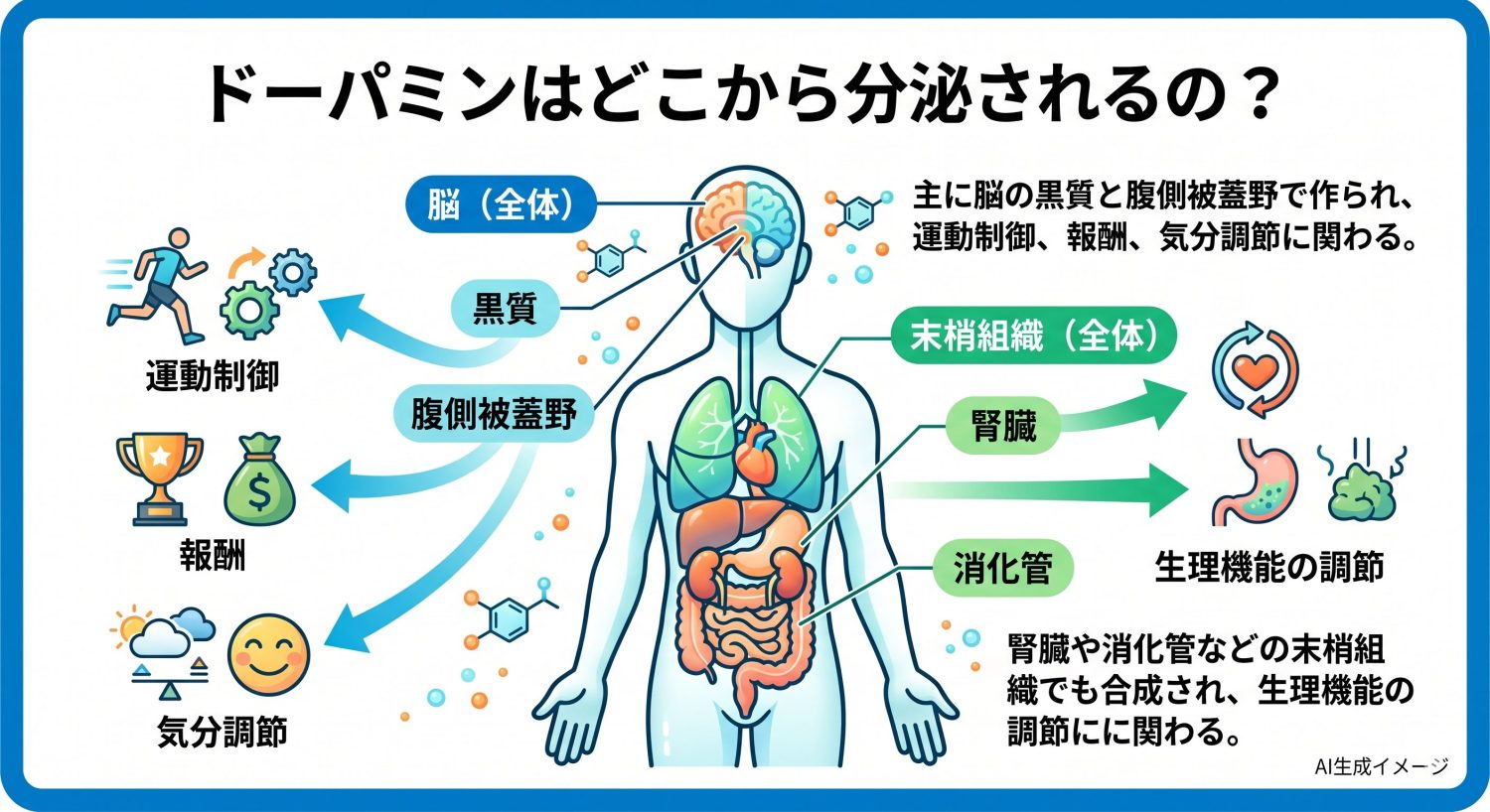 ドーパミンはどこから分泌されるの？
