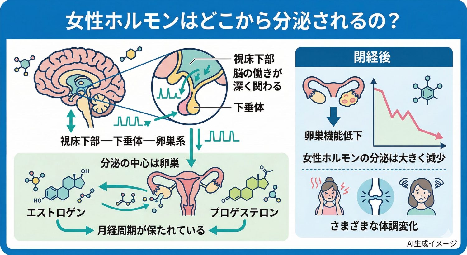 女性ホルモンはどこから分泌されるの？