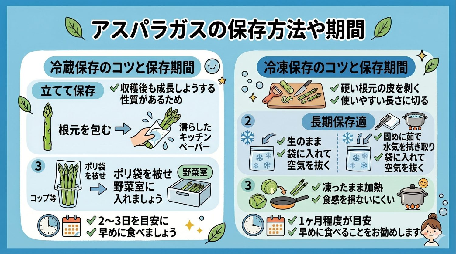 アスパラガスの保存方法や期間