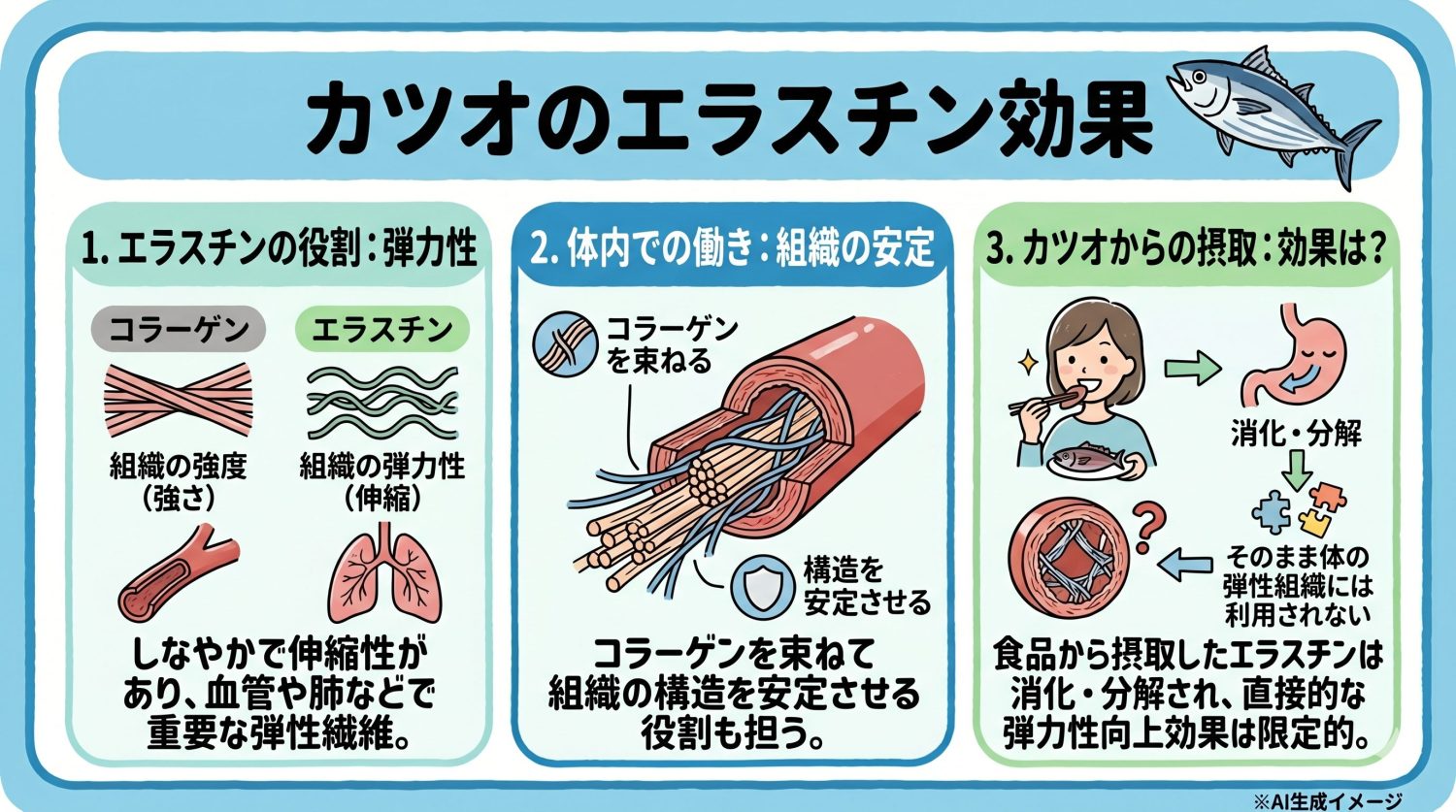 カツオに含まれるエラスチンの効果は?