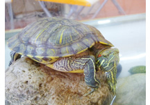 コスモス整骨院詳細写真1